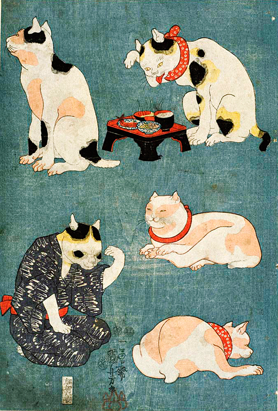 猫