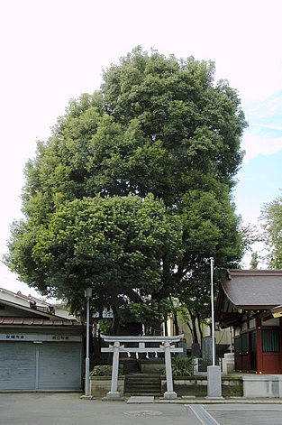神社神木写真